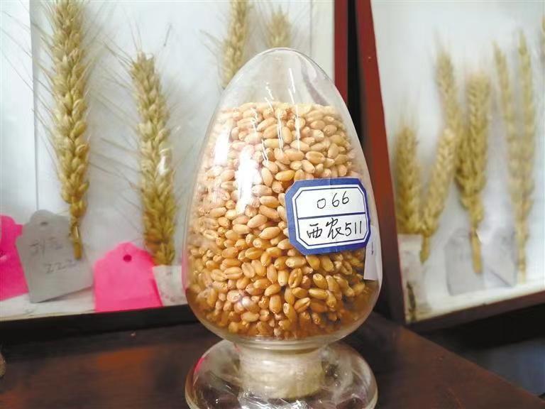 西农629与西农598 226万元成功转让，推动小麦育种新突破